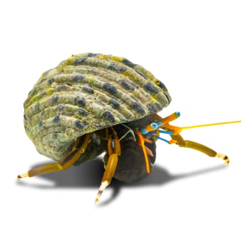 Zebra Hermit Crab