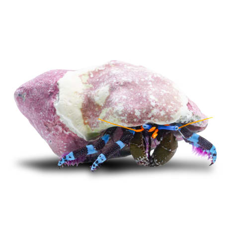 Blue Knuckle Hermit Crab