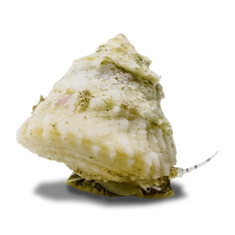 Astraea Turbo Snail