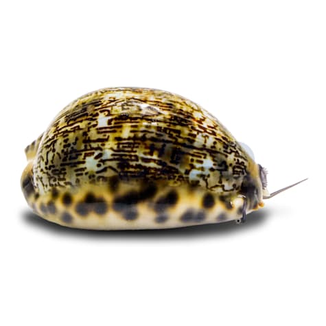 Chestnut Cowrie