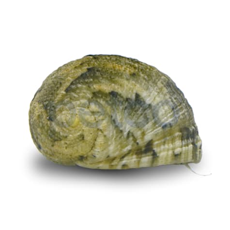Nerite Snail