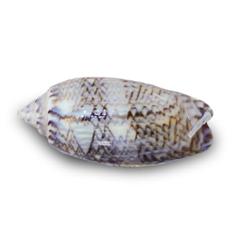 Olive Sandsifting Periscope Snail