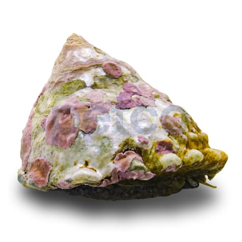 Top Crown Snail