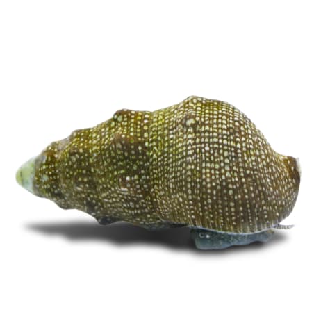 White Cone Tip Cerith Snail