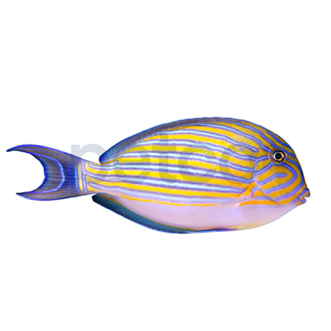 Clown Tang