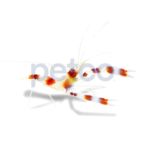 Coral Banded Shrimp