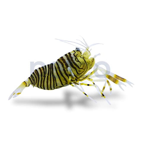 Bumble Bee Shrimp