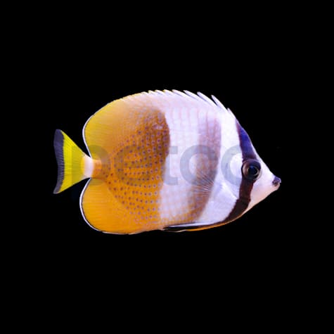 Orange Klein's Butterfly