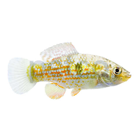 American Flagfish