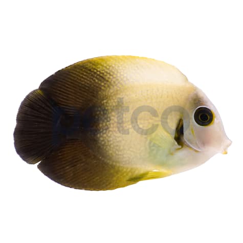 Half Black Mimic Tang