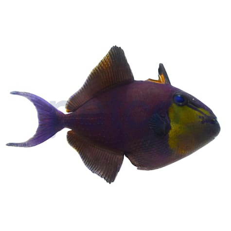 Red-Toothed Trigger