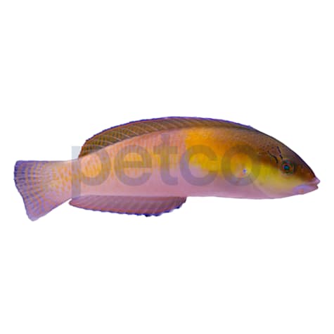 Neon Wrasse