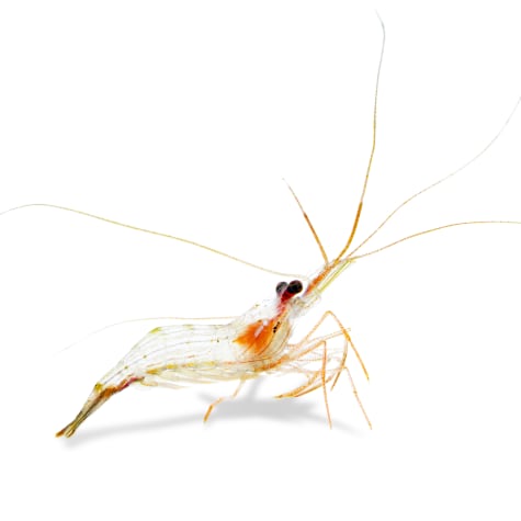 Peppermint Shrimp