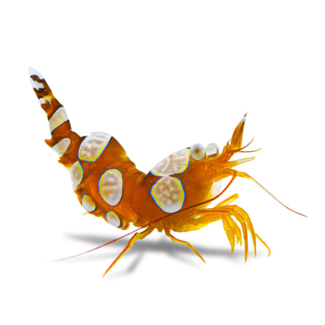 Sexy Dancer Shrimp