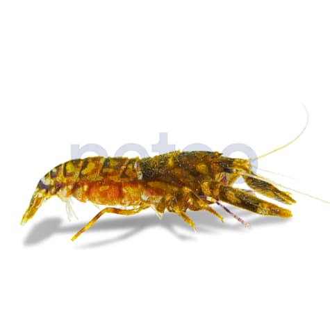 Tiger Pistol Shrimp