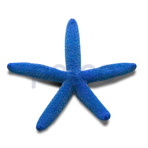 Blue Linckia Sea Star