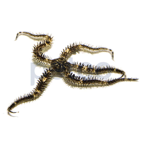 Black Brittle Sea Star