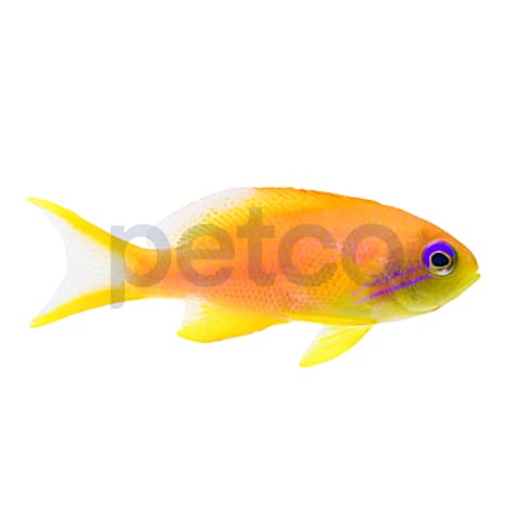 Female Orange Lyretail Anthias - Asia