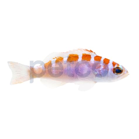 Chalk Basslet