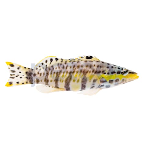 Harlequin Basslet