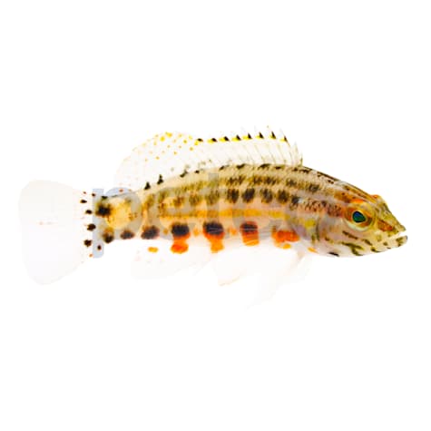 Lantern Basslet