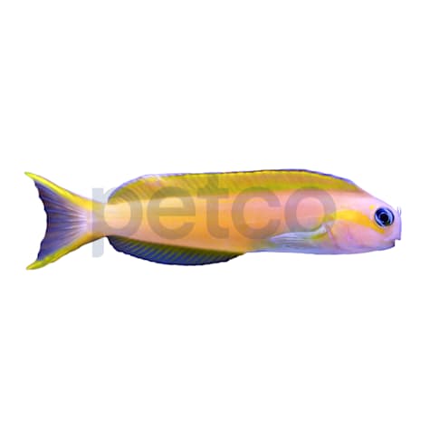 Midas Blenny