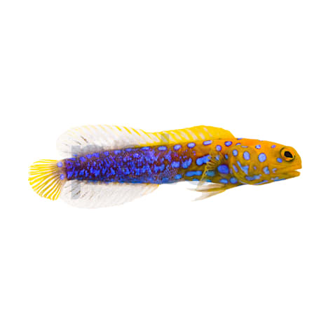 Blue Dot Jawfish