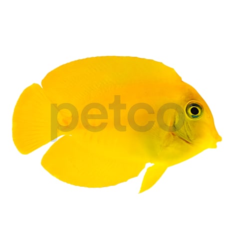 Mimic Lemon Tang