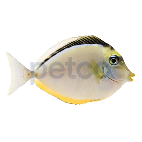 Naso Tang