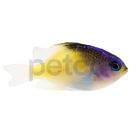 Aquacultured Black Cap Damsel