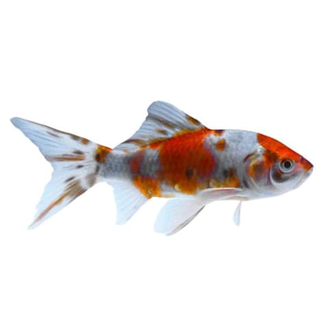 Shubunkin Goldfish