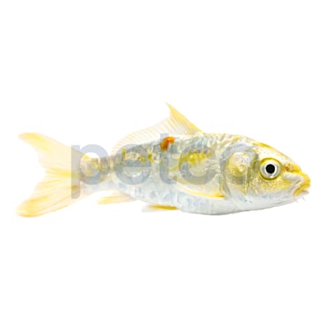 Doitsu Koi