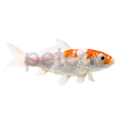 Ginrin Koi