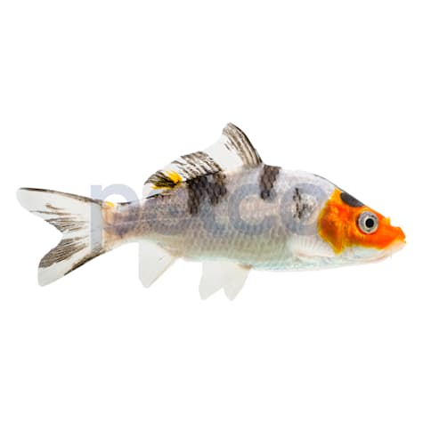 Domestic Koi