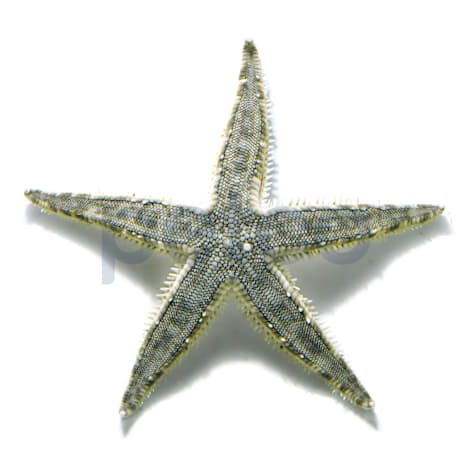 Sand Sifting Sea Star
