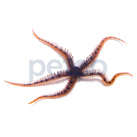 Red Brittle Star
