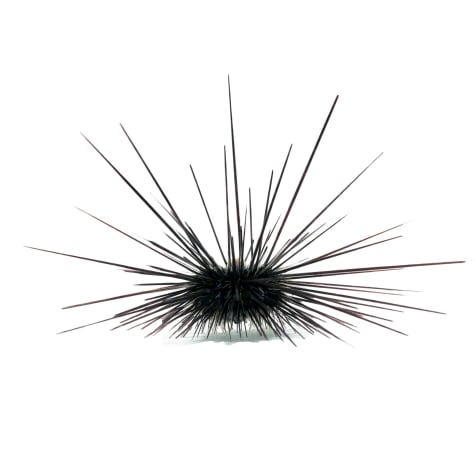 Black Longspine Urchin
