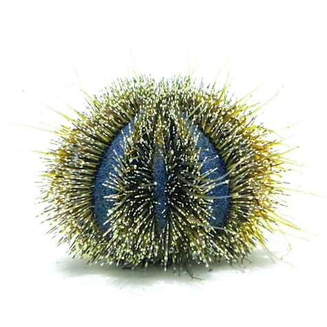 Blue Tuxedo Pincusion Urchin