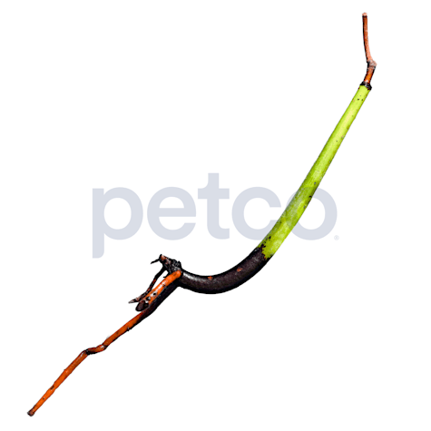 Mangrove Seed Pod