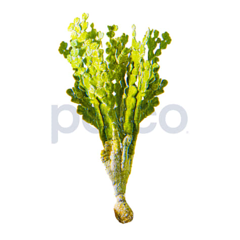Halimeda Plant