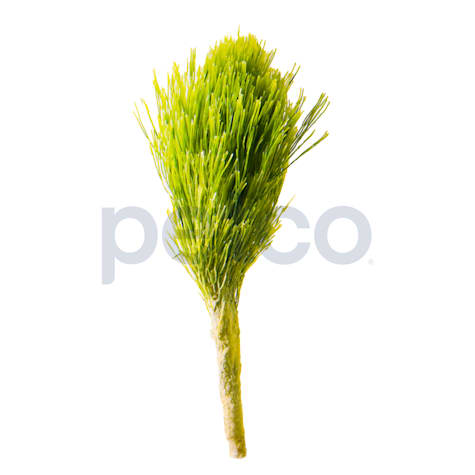Shaving Brush Plant