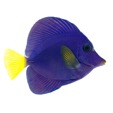 Red Sea Purple Tang