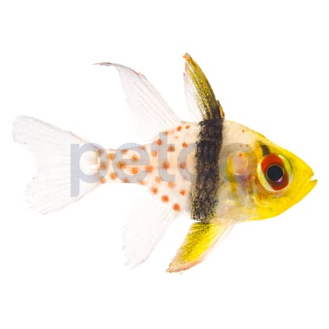 Aquacultured Spotted Pajama Cardinal