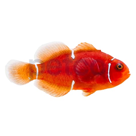 Aquacultured Maroon Clownfish