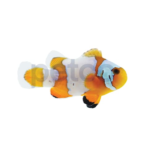 Aquacultured Snowflake Clownfish