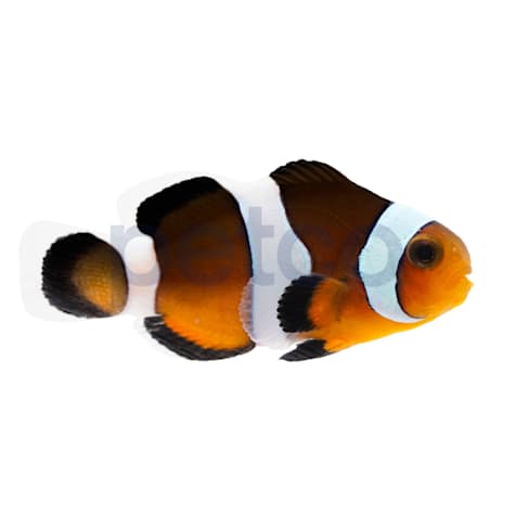 Aquacultured Black Photon Hybrid Clownfish