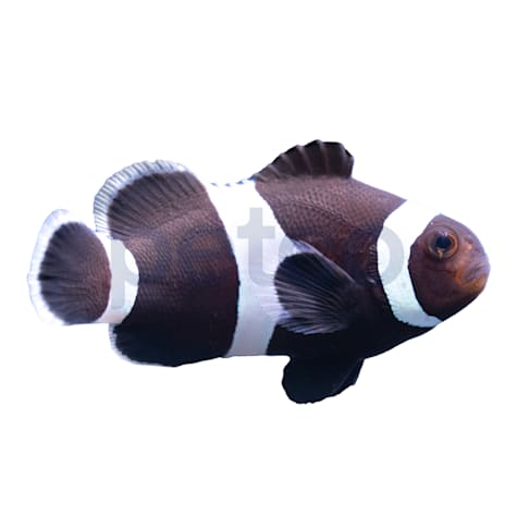 Aquacultured Darwin Clownfish