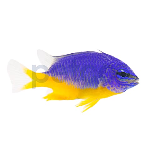 Aquacultured Azure Damsel
