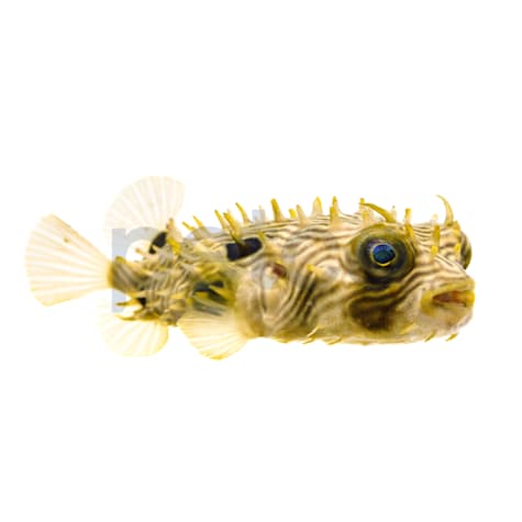 Spiny Box Burrfish