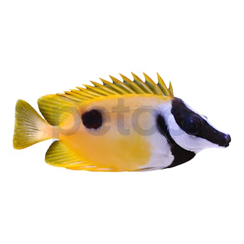 One Spot Foxface